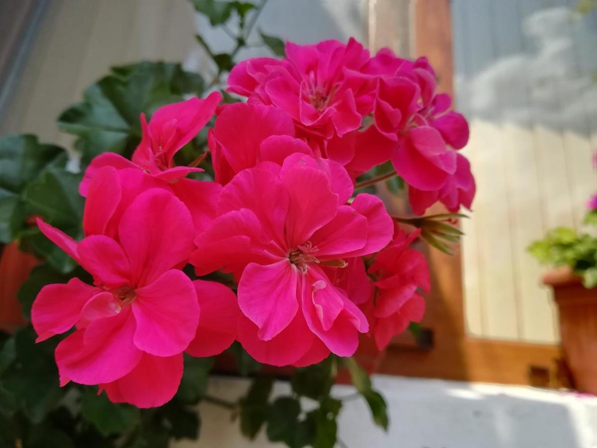 Guest House Ganovi 卡洛费尔 外观 照片